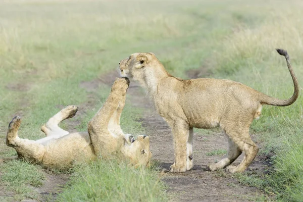 Genç Aslan Panthera Leo Birlikte Oynayan Masai Mara Ulusal Rezerv — Stok fotoğraf