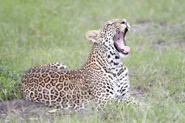 Luipaard Panthera Pardus Liggen Het Gras Masai Mara Kenia — Stockfoto