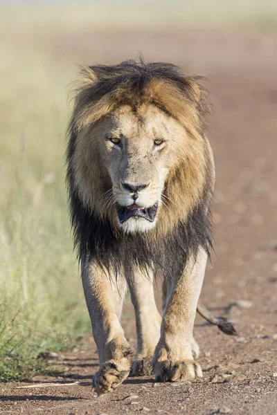 Leão Macho Panthera Leo Caminhando Savana Masai Mara Quênia — Fotografia de Stock