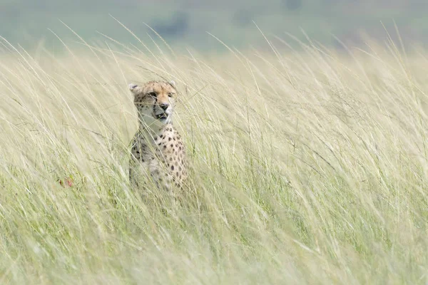 Cheetah Acinonix Jubatus Escondido Hierba Alta Sabana Masai Mara Kenia —  Fotos de Stock