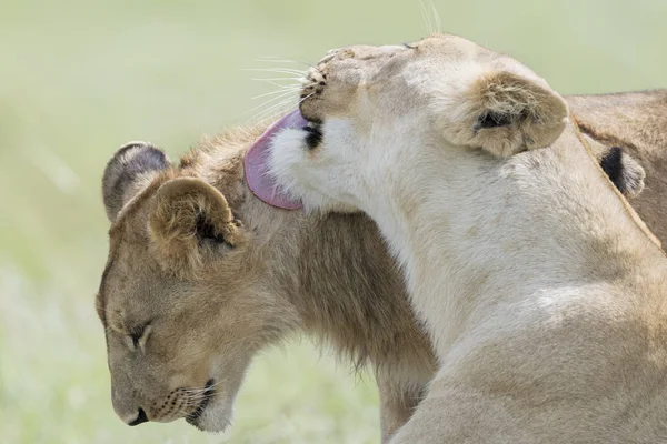 Lions Panthera Leo Limpeza Juntos Reserva Nacional Maasai Mara Quênia — Fotografia de Stock