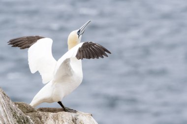 Kuzey Gannet (Morus bassanus) kıyı cliff, büyük Saltee, Saltee Adaları, İrlanda kayada duran.