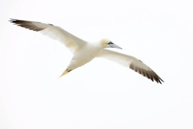 Kuzey Gannet (Morus bassanus) beyaz gökyüzü, büyük Saltee, Saltee Adaları, İrlanda karşı uçan.