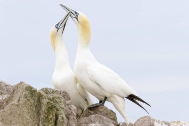 Görüntüleme, rock, büyük Saltee, Saltee Adaları, İrlanda'da ayakta Kuzey Gannet (Morus bassanus) Yetişkin çifti,