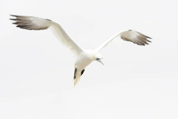 Northern Gannet Morus Bassanus Volant Contre Ciel Blanc Great Saltee — Photo