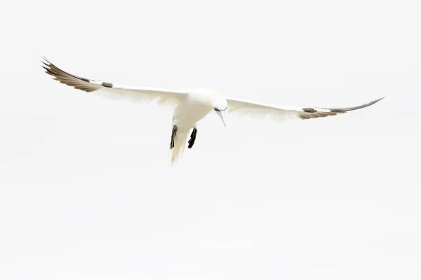 飞行对白色的天空 伟大的萨尔蒂 萨尔蒂群岛 爱尔兰的北方塘鹅 Bassanus — 图库照片