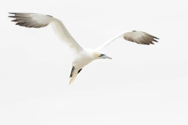 Noordelijke Genten Morus Bassanus Vliegen Tegen Witte Hemel Grote Saltee — Stockfoto
