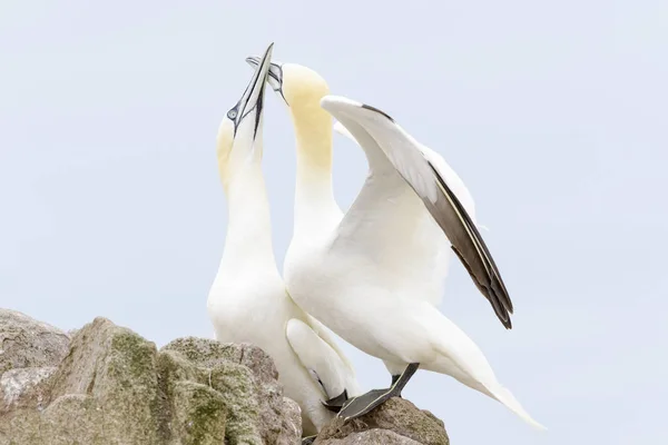 Północnej Gannet Morus Bassanus Dorosłych Pary Wyświetlanie Stojąc Skale Wielki — Zdjęcie stockowe