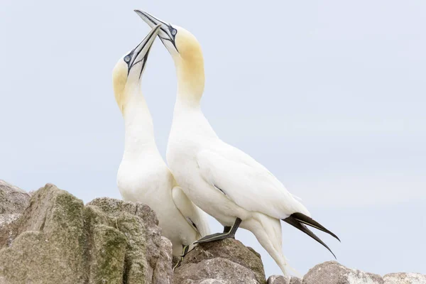 Gannet Settentrionale Morus Bassanus Coppia Adulta Mostra Piedi Roccia Great — Foto Stock