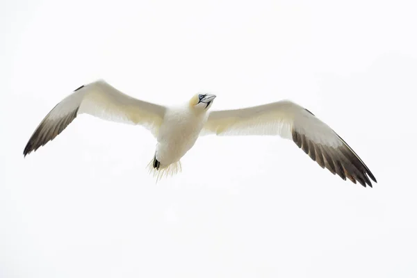 Terej Bílý Bílých Morus Bassanus Letící Proti Bílé Obloze Velké — Stock fotografie