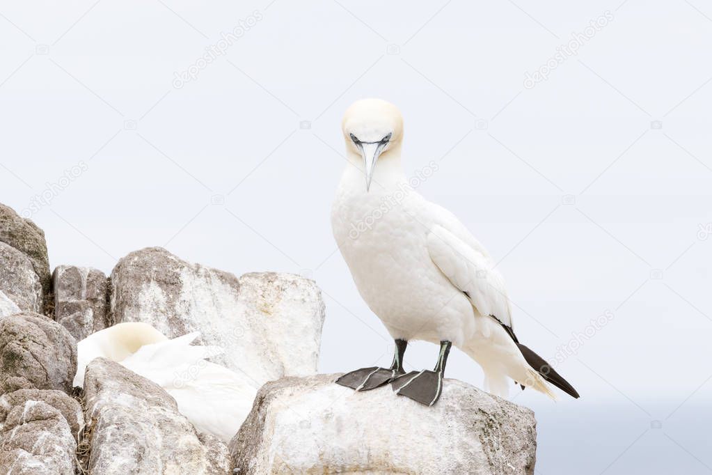 Northern Gannet (Morus bassanus) standing on rock, Great Saltee, Saltee Islands, Ireland