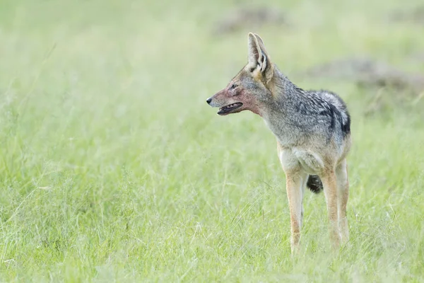 Black Backed Jackal Canis Mesomelas Standing Savanna Masai Mara National — Stock Photo, Image