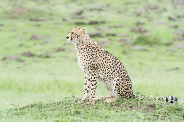 Cheetah Acinonix Jubatus Sentado Savana Masai Mara Quênia — Fotografia de Stock