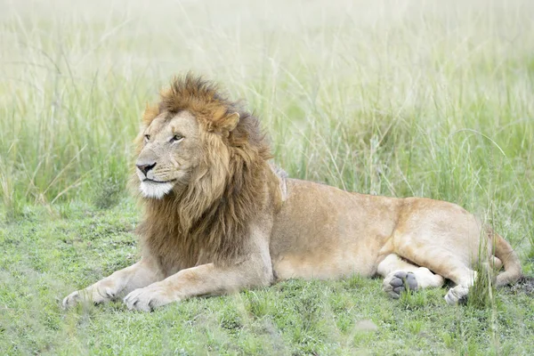 Leone Maschio Panthera Leo Sdraiato Nella Savana Masai Mara Kenya — Foto Stock