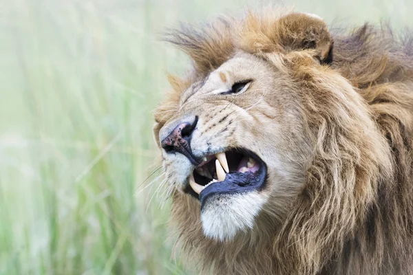 Mannelijke Leeuw Panthera Leo Portret Schudden Masai Mara Kenia — Stockfoto