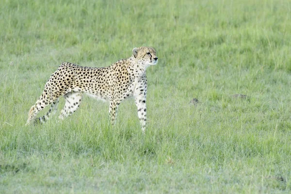 Cheetah Acinonix Jubatus Che Cammina Sulla Savana Masai Mara Kenya — Foto Stock