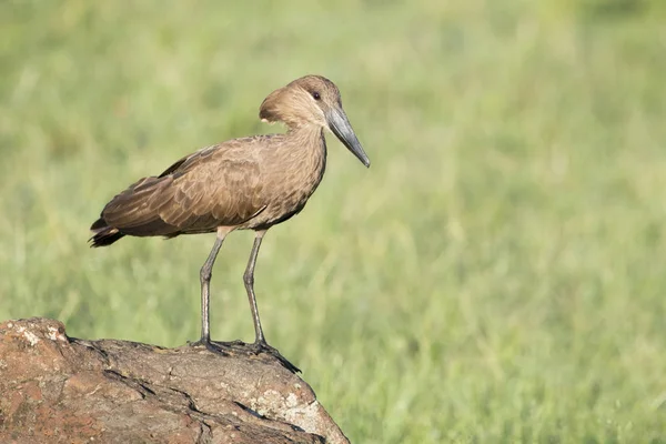 Hamerkop Scopus Umbretta Üzerinde Savana Masai Mara Ulusal Rezerv Kenya — Stok fotoğraf