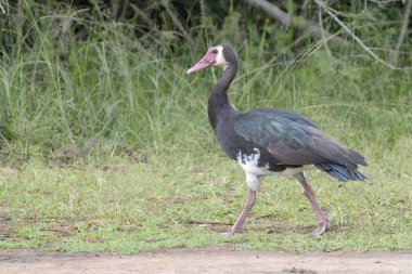 Ak ıslık yere, Akagera Milli Parkı, Ruanda yürüyüş ördek (Dendrocygna viduata)