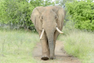 Afrika fili (Loxodonta africana) fotoğrafçı, Akagera Milli Parkı, Ruanda için düz yürüyüş