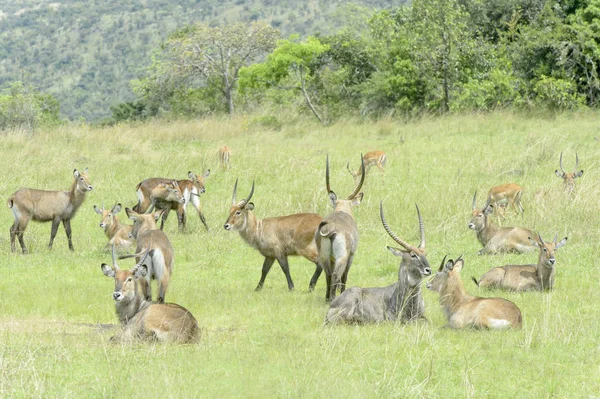 Waterbucks Kobus Ellipsiprymnus Defassa Parque Nacional Akagera Ruanda —  Fotos de Stock