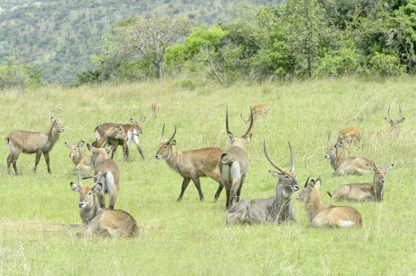 Waterbucks Ellipsiprymnus Defassa Akagera 르완다 — 스톡 사진