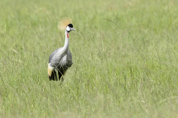 Grulla Coronada Gris Balearica Regulorum Alimentándose Sabana Parque Nacional Akagera —  Fotos de Stock