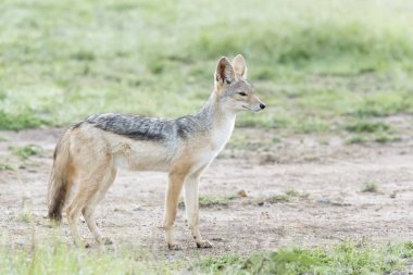 Siyah çakal (Canis mesomelas) ayakta savana, Masai Mara Ulusal Rezerv, Kenya üzerinde yedeklenir.