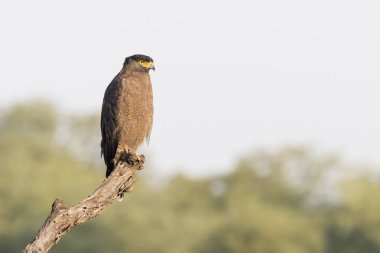 Yılan kartalı (Spilornis cheela veya Kanmuri-washi), tepeli Ranthambhore Milli Parkı, Rajasthan, Hindistan.