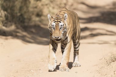 Orman yolu, kameraya, Ranthambhore Milli Parkı, Rajasthan, Hindistan seyir üzerinde yürüyen Bengal kaplanı (Panthera tigris tigris).