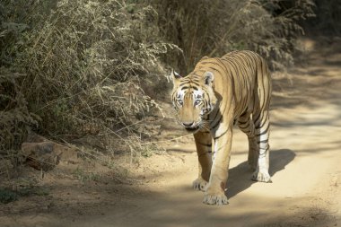 Bengal tiger (Panthera tigris tigris) walking in forest, Ranthambhore National Park, Rajasthan, India. clipart