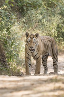 Orman yolu üzerinde duran, kameraya, Ranthambhore Milli Parkı, Rajasthan, Hindistan seyir Bengal kaplanı (Panthera tigris tigris).