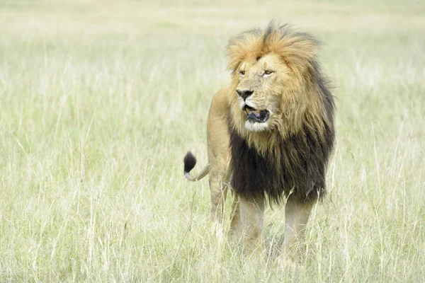 Mężczyzna Lew Panthera Leo Stojący Savannah Masai Mara Kenia — Zdjęcie stockowe