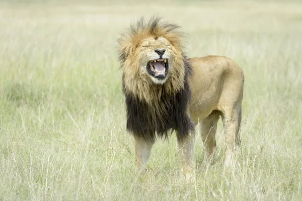 Lejonhane Panthera Leo Stående Savannah Flammande För Kvinna Masai Mara — Stockfoto