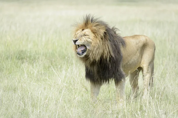 Löwenmännchen Panthera Leo Der Savanne Flamme Für Weibchen Masai Mara — Stockfoto