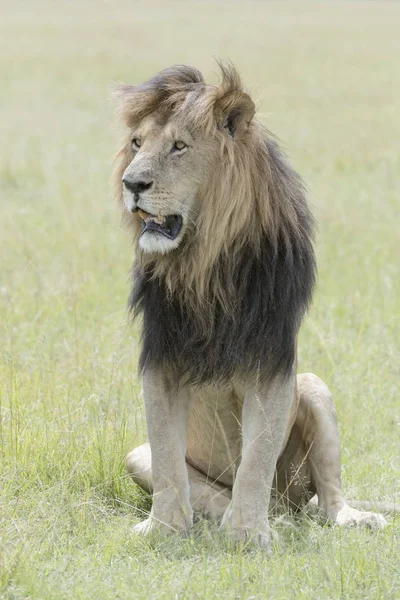 Mężczyzna Lew Panthera Leo Siedzi Savannah Masai Mara Kenia — Zdjęcie stockowe