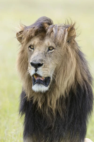 Retrato Leão Masculino Panthera Leo Masai Mara Quénia — Fotografia de Stock