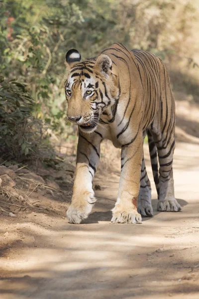 Бенгальский Тигр Panthera Гуляющий Лесу Национальный Парк Рантамор Раджастхан Индия — стоковое фото