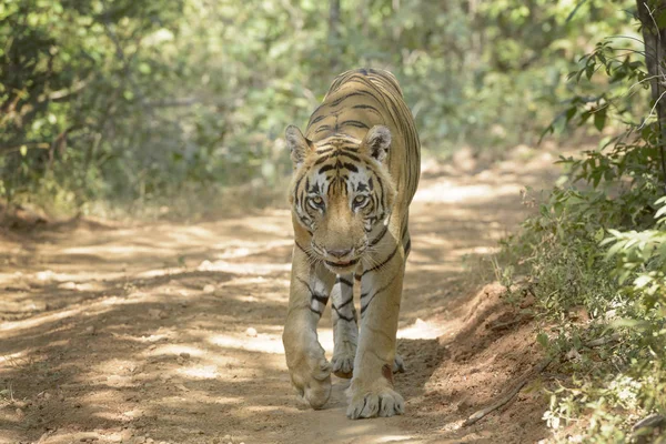 Tigre Bengala Panthera Tigris Tigris Caminando Por Camino Del Bosque — Foto de Stock