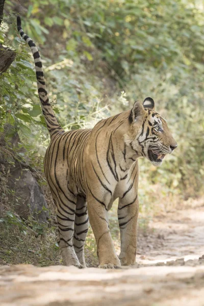 Tigre Del Bengala Panthera Tigris Tigris Che Spruzza Profuma Suo — Foto Stock