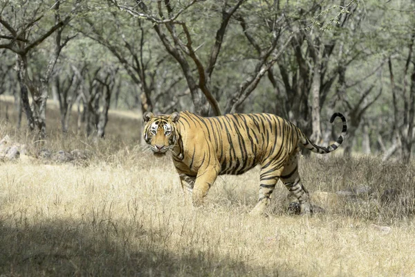 Bengalisk Tiger Panthera Tigris Tigris Promenader Skogen Titta Kameran Ranthambhore — Stockfoto