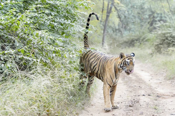 Bengal Tiger Panthera Tigris Tigris Spraying Scent Marking His Territory — Stock Photo, Image