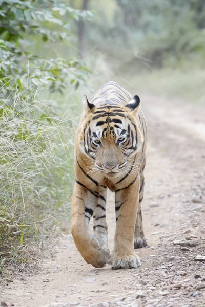 Tigre Bengala Panthera Tigris Tigris Caminando Por Camino Del Bosque — Foto de Stock