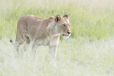 Savannah, Masai Mara, Kenya'da yürüyen dişi aslan (Panthera leo)