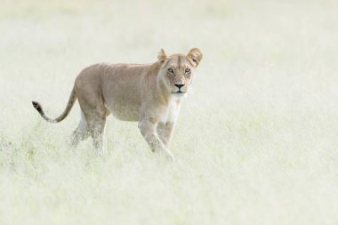 Savannah, Masai Mara, Kenya'da yürüyen dişi aslan (Panthera leo)