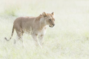 Savannah, Masai Mara, Kenya'da yürüyen dişi aslan (Panthera leo)