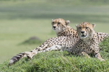 İki Cheetah (Acinonix jubatus) Savanna tepede yatıyor, Masai Mara, Kenya