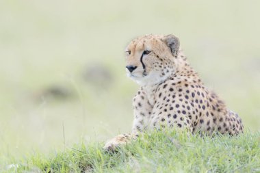 Cheetah (Acinonix jubatus) Savanna tepenin üzerinde yatıyor, Masai Mara, Kenya