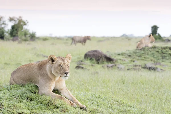 Löwin Panthera Leo Liegt Auf Termitenhügel Savanne Masai Mara Kenia — Stockfoto