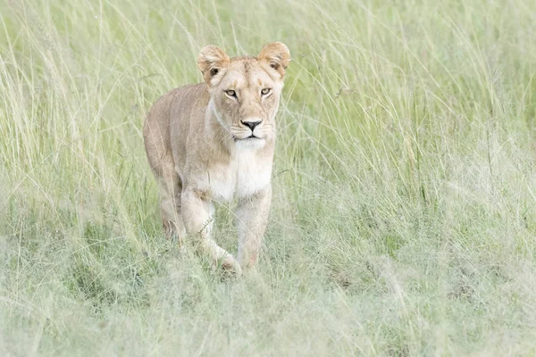 Lioness Panthera Leo Walking Savannah Masai Mara Kenya — Stock Photo, Image