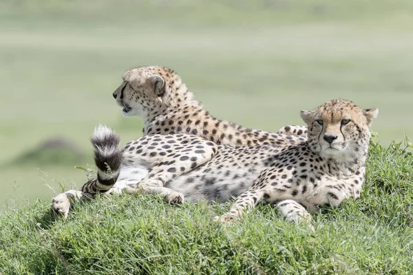 Két Gepárd Acinonix Jubatus Fekvő Dombon Szavanna Masai Mara Kenya — Stock Fotó